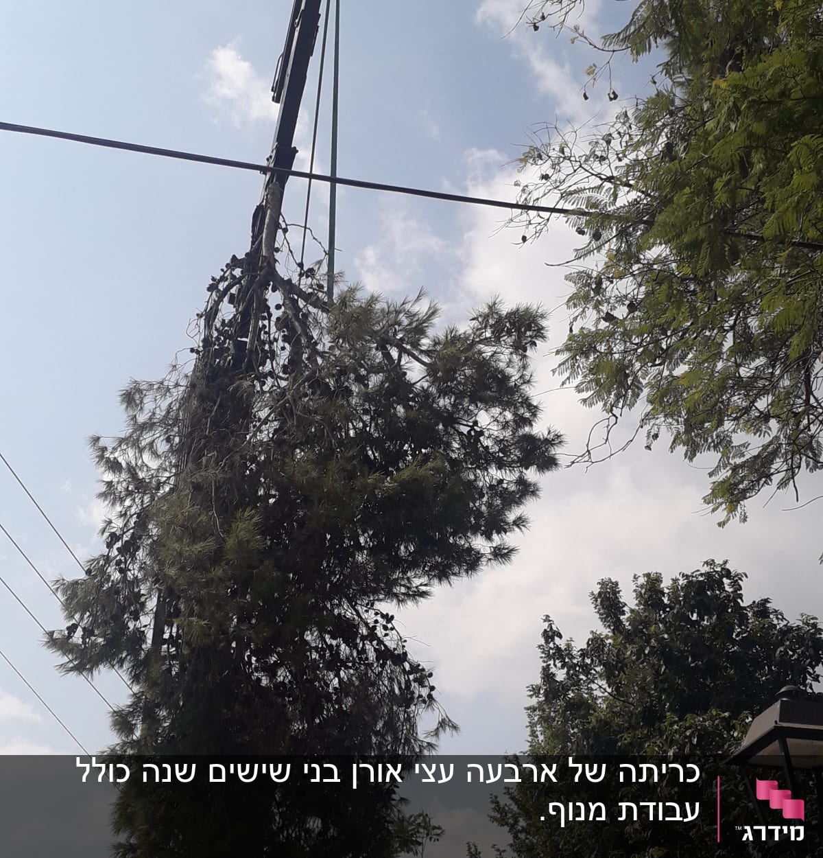 מנוף גוזם ענפי עץ גבוה